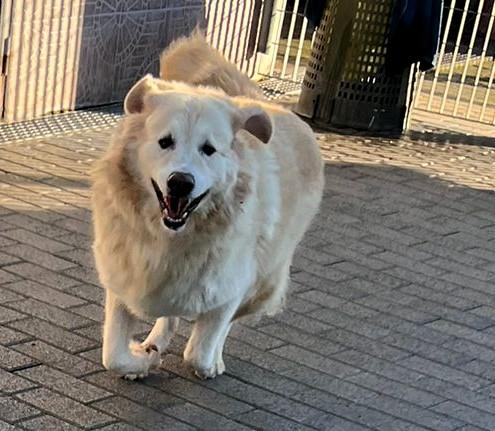 SALOMONE MAREMMANO Foto 7